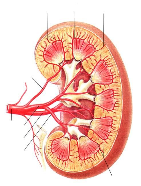 Circolazione arteriosa nel rene A. interlobulari A. arcuata Arteriola perforante A. polare superiore A. renale Ramo anteriore a.