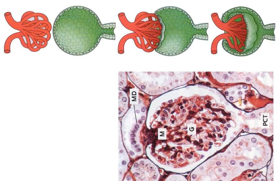 Il corpuscolo renale G: glomerulo M: cellule