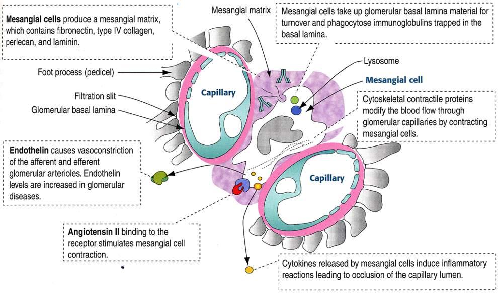 Cellule del mesangio Immagine tratta da: Hystology and