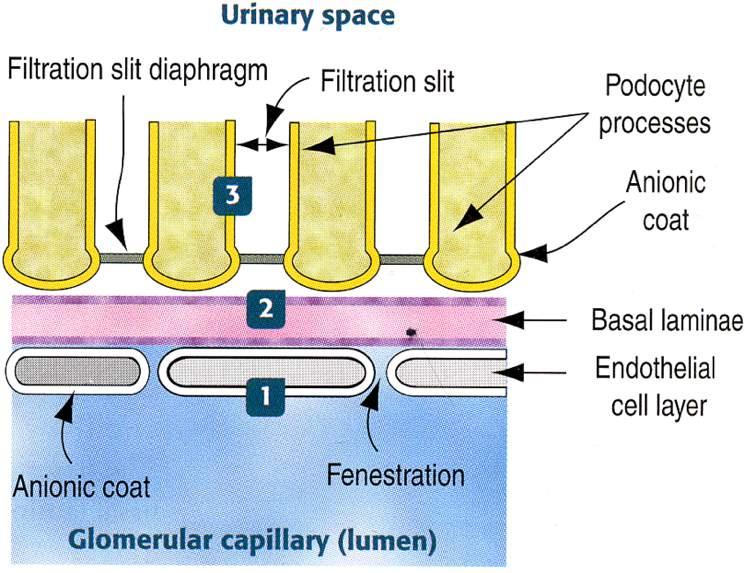 Barriera di filtrazione glomerulare 1. Cellula endoteliale 2. Lamina basale 3.