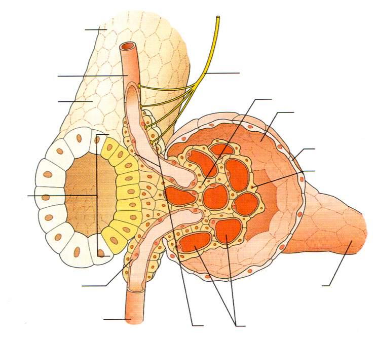 Tubulo contorto distale Arteriola afferente Tubulo contorto distale Nervi renali Spazio urinario Capsula di Bowman Macula densa Cellule granulari Arteriola