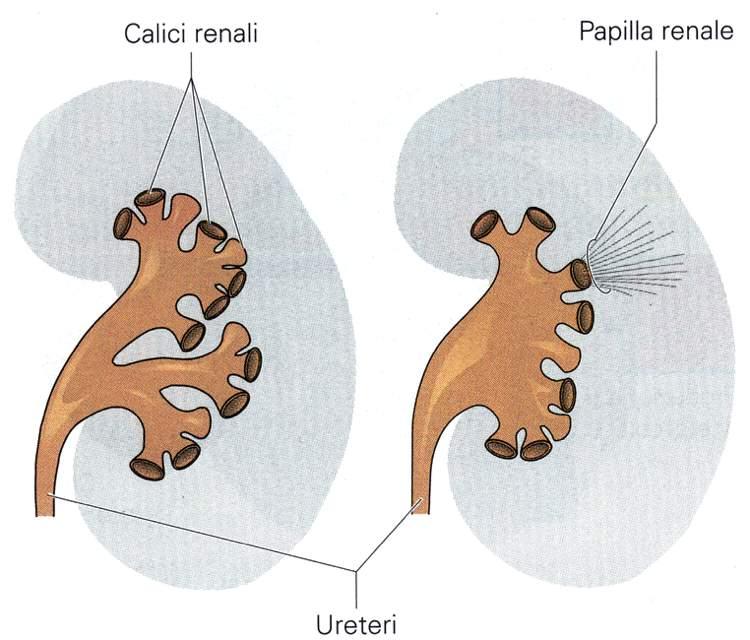 Calici e bacinetti renali Immagine tratta da: Anatomia e