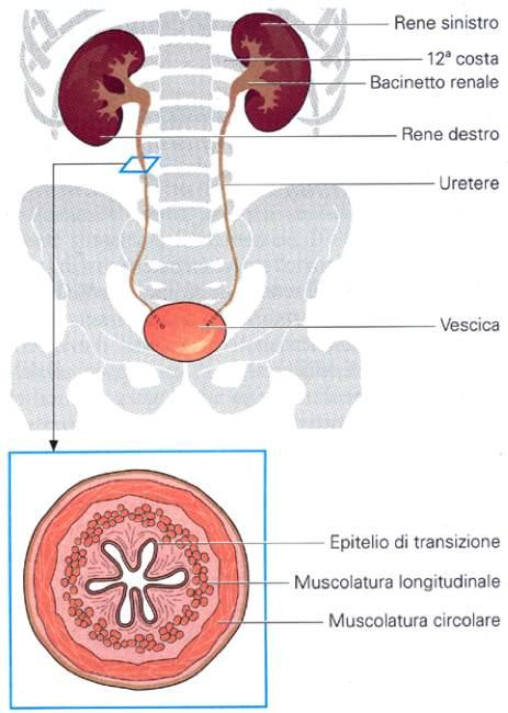 Ureteri L uretere ha una lunghezza di 30 cm circa ed un diametro di 4-7 mm Caratteristica dell uretere è quella di avere lo strato di muscolatura