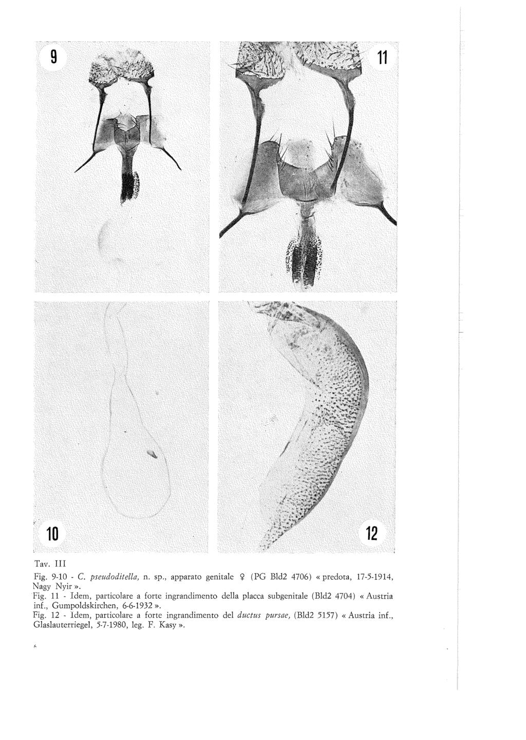 Tav. III Fig. 9-10. C. pseudoditella, n. sp., apparato genitale <j? (PG Bld2 4706) «predota, 17-5-1914, Nagy Nyir». Fig. 11.