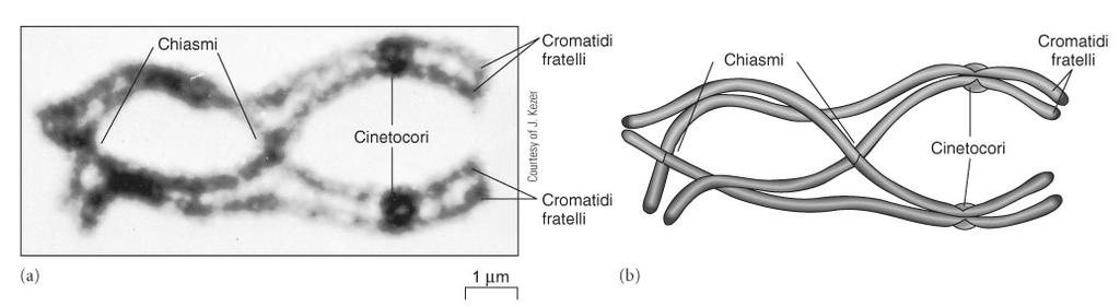 Il numero di tetradi è n Durante la sinapsi i Ch omologhi appaiati si associano nel Complesso Sinaptinemale Profase I Avvengono fenomeni di Crossing Over cromosomico, in cui i Ch omologhi appaiati si