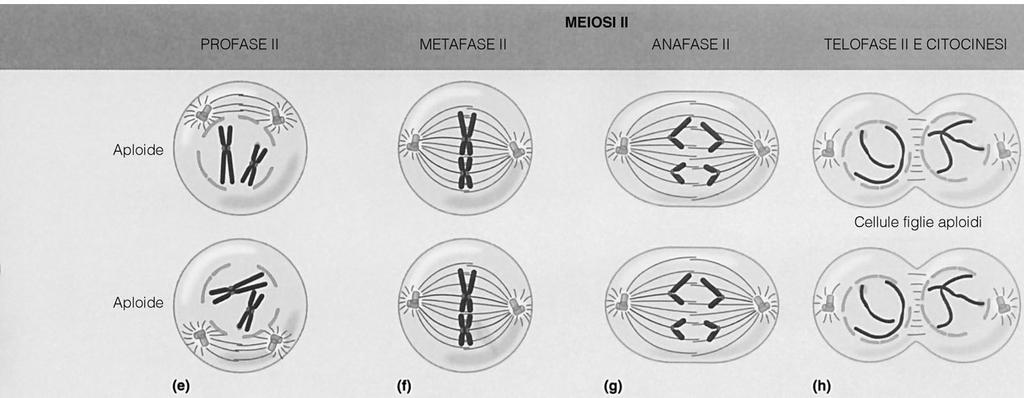 Seconda meiosi Profase II: i cromosomi si condensano di nuovo Metafase II: i cromosomi dicromatidici si allineano in piastra equatoriale Anafase II: i cromatidi (= cromosomi) attaccati tramite il