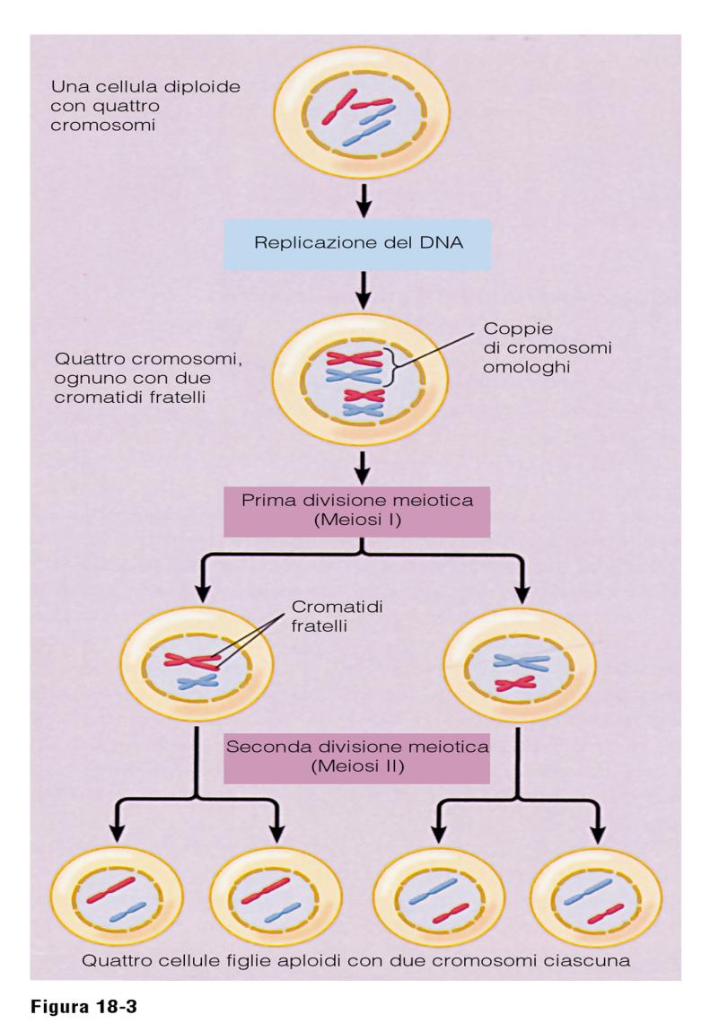 Riassumendo: REPLICAZIONE del DNA MEIOSI I RIDUZIONALE MEIOSI II