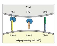 L interazione transiente delle cellule T naïve con le APCs (necessaria per