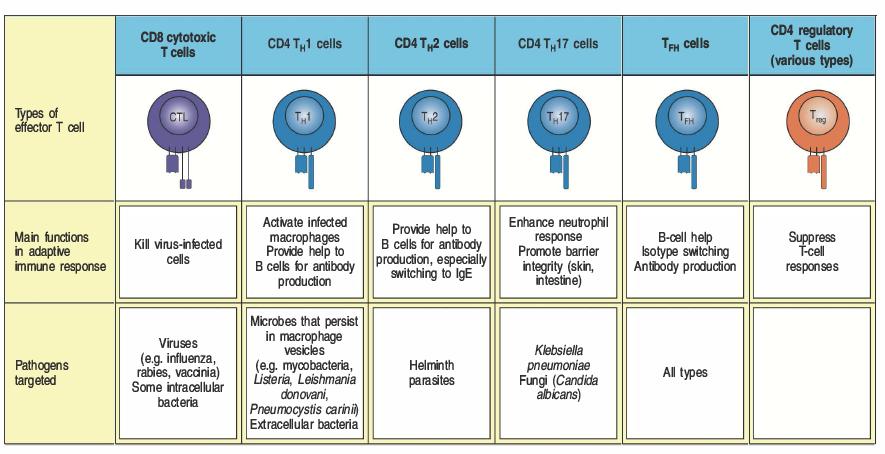 Le cellule T effettrici della risposta