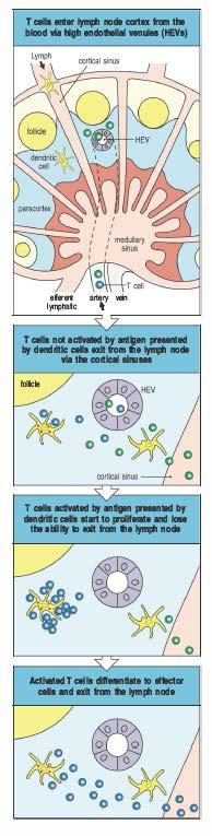 Incontro delle cellule T naïve con l antigene avviene negli organi linfatici periferici Le cellule T naïve ricircolano attraverso gli organi linfoidi periferici.