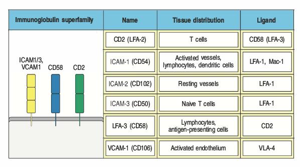Molecole d adesione della superfamiglia delle Ig sono anch