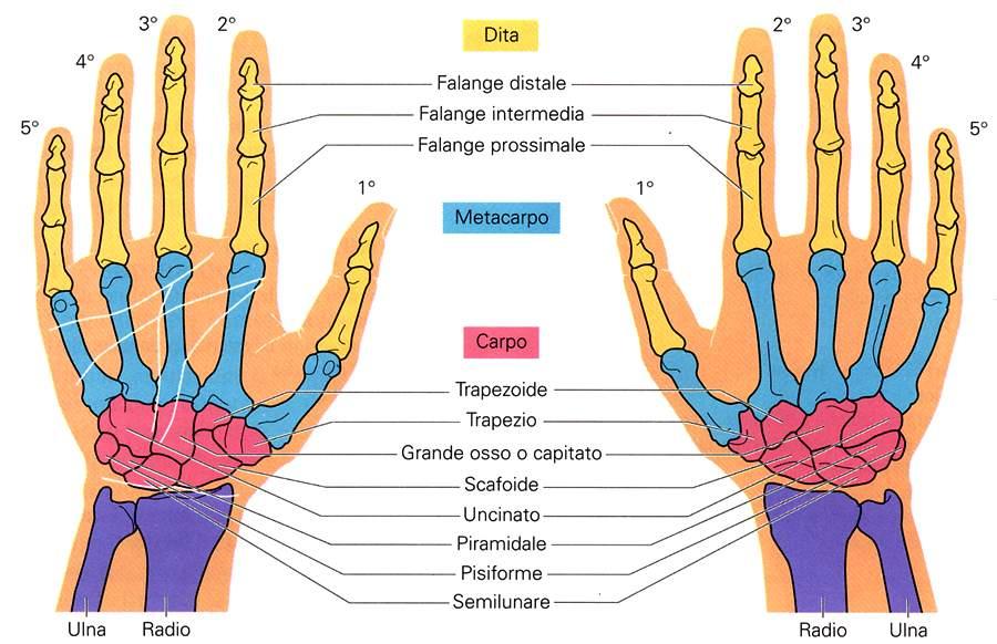 Ossa della mano Immagine tratta da: Anatomia e fisiologia