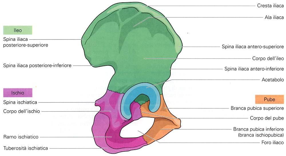 Osso dell anca (coxa) Immagine tratta da: Anatomia e