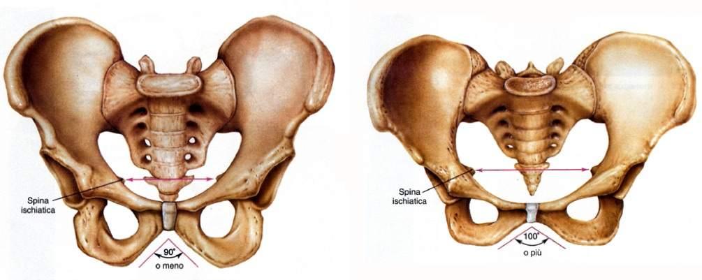 Pelvi maschile Pelvi femminile Immagine tratta da: Anatomia