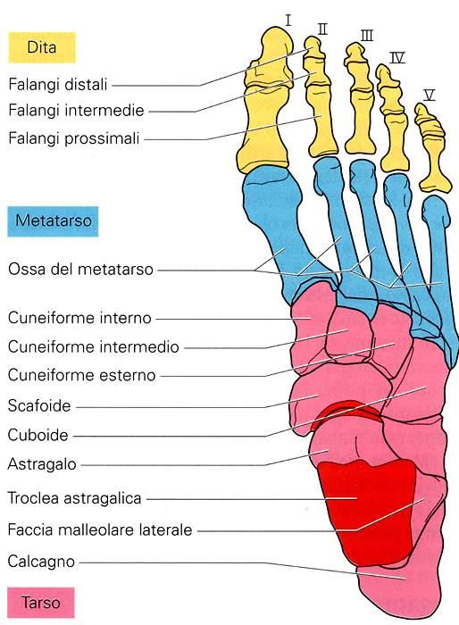 Ossa del piede Veduta dorsale Navicolare Talo o Immagine tratta da: