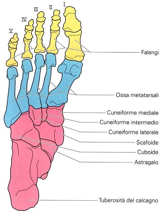 Ossa del piede Veduta plantare Immagine tratta da: Anatomia e