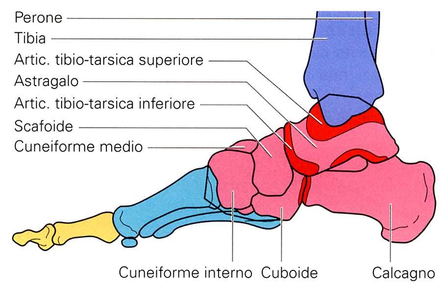 Ossa del piede Veduta mediale Immagine tratta da: Anatomia e