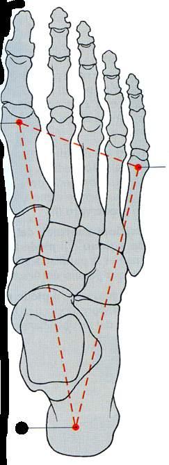 Punti ossei di appoggio della volta del piede Testa dell osso