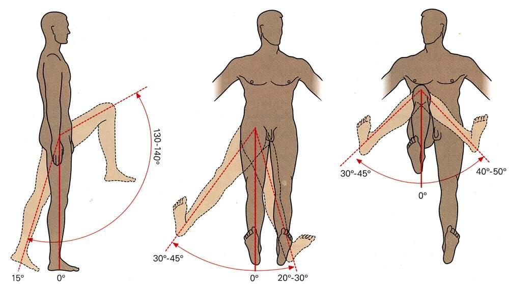 Mobilità dell articolazione dell anca Flessione ed estensione Abduzione e adduzione Rotazione