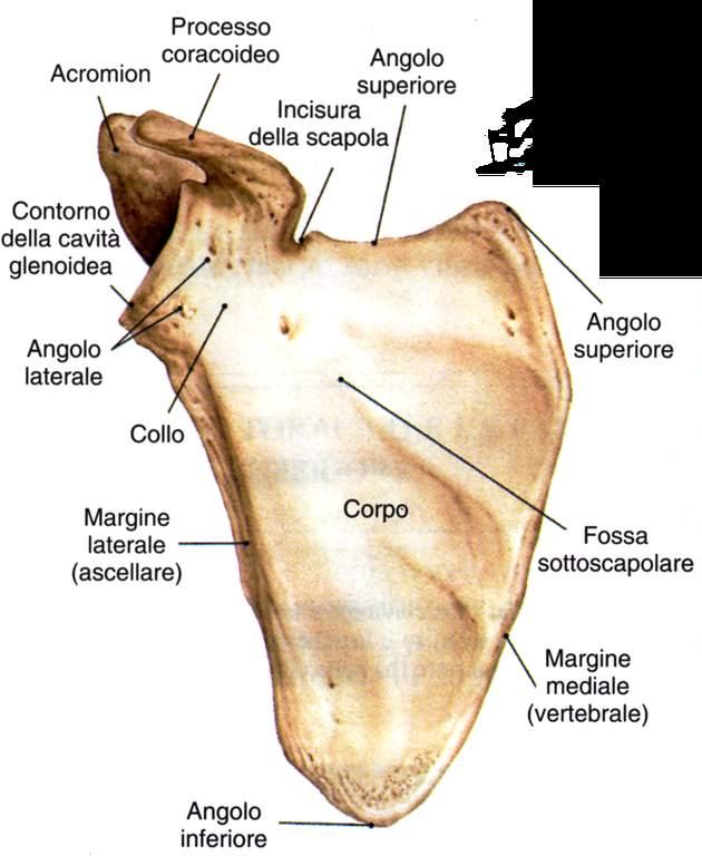 Scapola Proiezione anteriore Immagine tratta da: Anatomia