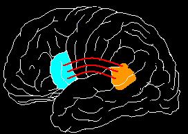 Sulla base delle sue scoperte e di quelle di Broca, Wernicke ipotizza l esistenza di