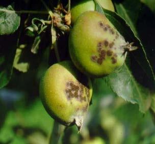 ), sorbo (Sorbus spp.), piracanta (Pyracantha spp.