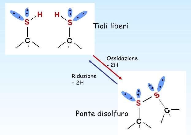 E caratteristica dei tioli una reazione di ossidazione (