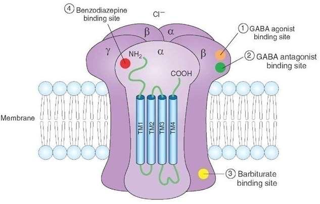 MECCANISMO D AZIONE delle BENZODIAZEPINE Interazione benzodiazepine con il GABAa : Maggior entrata di ioni Cl - nel neurone postsinaptico - Si legano alla subunità α - Hanno Iperpolarizzazione
