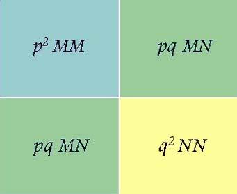 LEGGE DI HARDY WEINBERG p 2 MM + 2pqMN + q 2 NN = 1 p q (0.178 x 0.178) + 2(0.178 x 0.822) + (0.822 x 0.822) = 0.30 + 0.296 + 0.