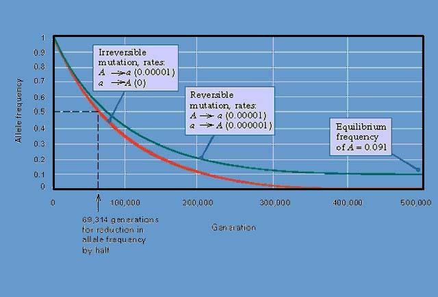 A a a A MUTAZIONE Frequenza di mutazione ( u) Frequenza di retromutazione ( v)