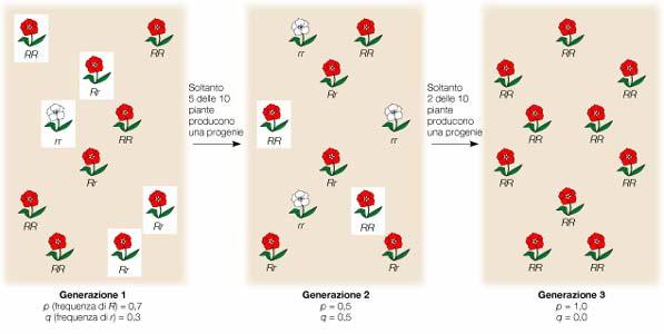 DERIVA GENETICA Le frequenze alleliche in una popolazione possono variare casualmente da una generazione