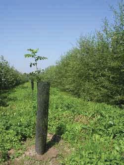 Tra i diversi cloni a confronto con il clone Lux, considerato come testimone, si sono distinti i cloni Orion, 85-037 e Monviso con le rispettive produzioni: 11,3 t/ha/ anno, 11,1 t/ha anno e 14,5