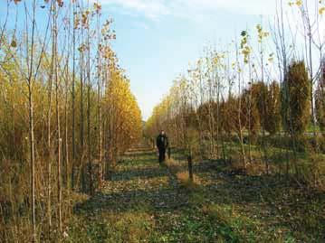 ) e ciavardello (Sorbus torminalis L). Per la produzione di biomassa invece sono stati testati vari cloni di pioppo e salice (Tabella 3).