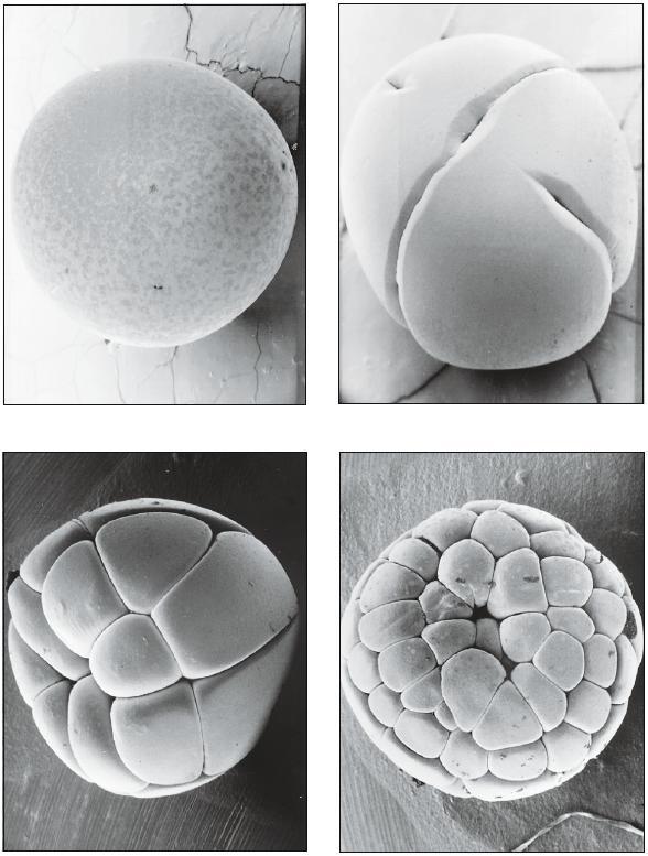 Segmentazione di un uovo fecondato in cellule sempre più piccole: rappresenta una eccezione! di solito le cellule figlie hanno dimensioni comparabili con quelle della cellula madre.
