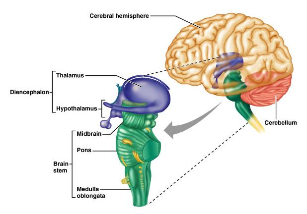 Le quattro principali regioni del cervello Emisferi cerebrali Diencefalo