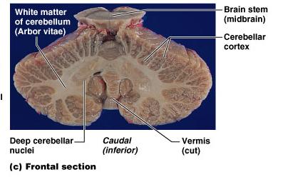 Il cervelletto : sezione frontale Composto da tre regioni Corteccia