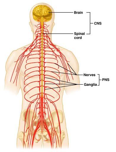 Suddivisione di base del sistema nervoso: SNP Sistema nervoso periferico (SNP) Al di fuori del SNC I nervi che si