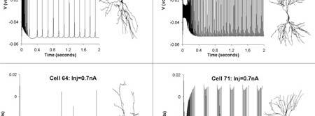 Morfologia e funzionamento del neurone Spike