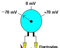 Meccanismi di funzionamento: il gradiente di potenziale Passaggio di particelle cariche elettricamente (ioni) da dentro a fuori il neurone e viceversa. Diffusione elettrica.
