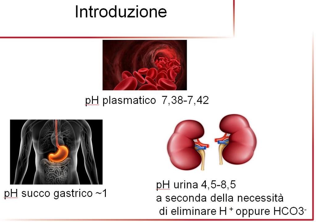 Figura 2 Anche nei diversi distretti subcellulari in alcuni casi il ph è diverso dal valore fisiologico: ad esempio nei lisosomi (dove agiscono le idrolasi acide che hanno un optimum di ph acido) il