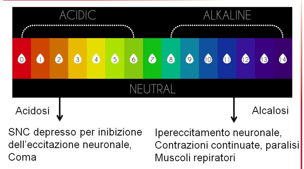 Figura 3 Infine, alterazioni dell equilibrio acido-base sono sono associate ad alterazioni del bilancio del potassio.