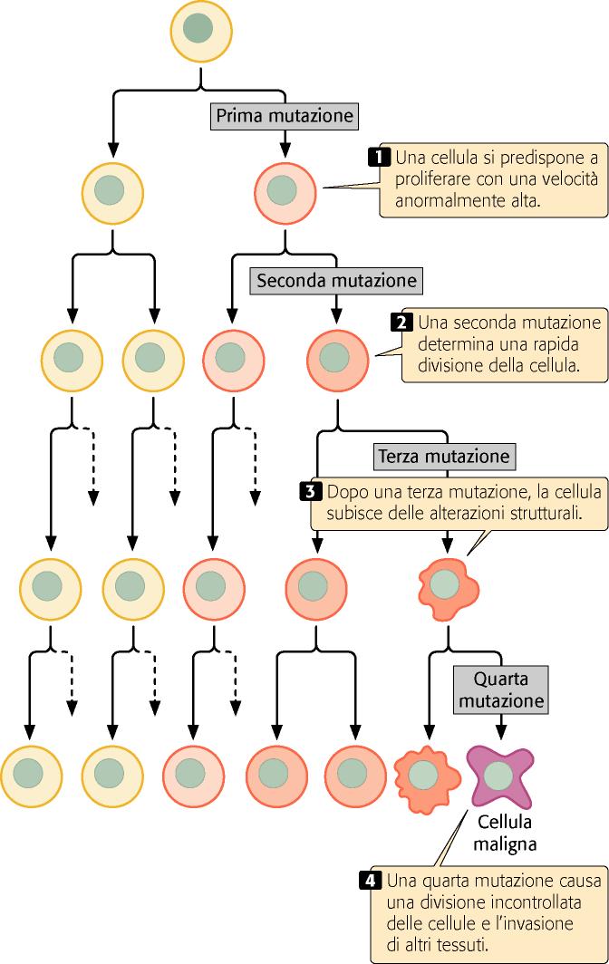 Evoluzione clonale