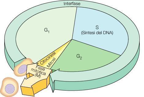 Proliferazione cellulare normalmente sotto controllo genetico CANCEROGENESI Mutazione somatica crea una