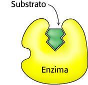 Cinetica enzimatica in presenza di inibitori