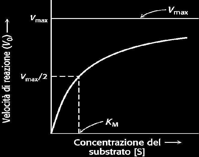 In condizioni saturanti [S] >> K M ; (K M + [S]) [S] v V max in modo asintotico e la velocità