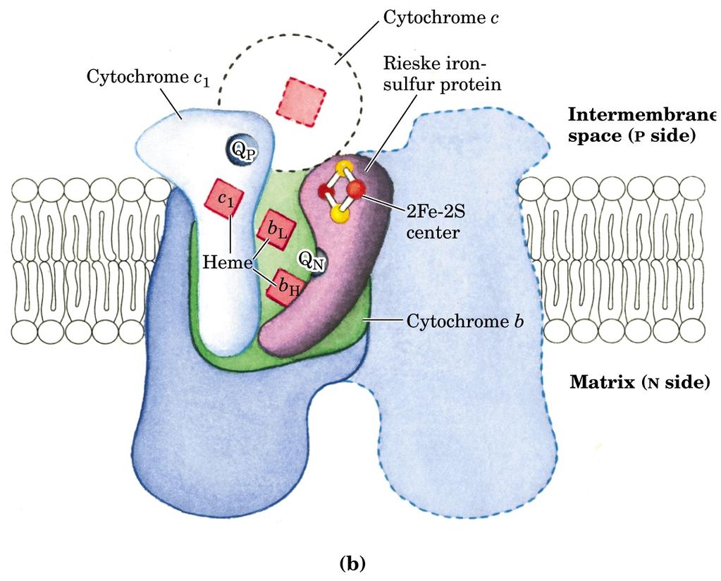 Complesso III: citocromo c reduttasi (ubichinone:citocromo c ossidoreduttasi) Dimero, 11 subunità per
