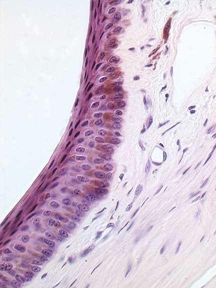 CONGIUNTIVA ISTOLOGIA (E/E) epitelio: stratificato colonnare - cellule