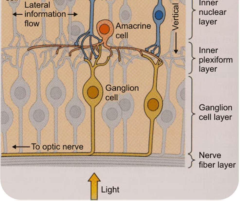 Membrana (Potenziale Locale) L e Cellule Gangliari