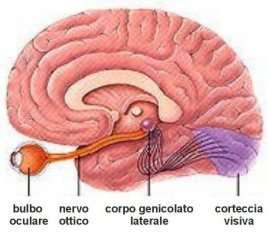Nucleo genicolato laterale Ha due funzioni: Stazione di collegamento per l informazione visiva dal tratto ottico alla corteccia occipitale (II