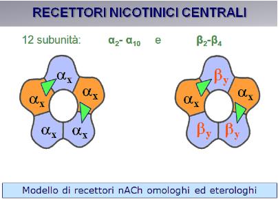 Nel Sistema Nervoso Centrale (SNC) il recettore nach è costituito dall assemblamento di 5 subunità: al momento sono state individuate 2 subunità per il recettore nicotinico neuronale, la subunità
